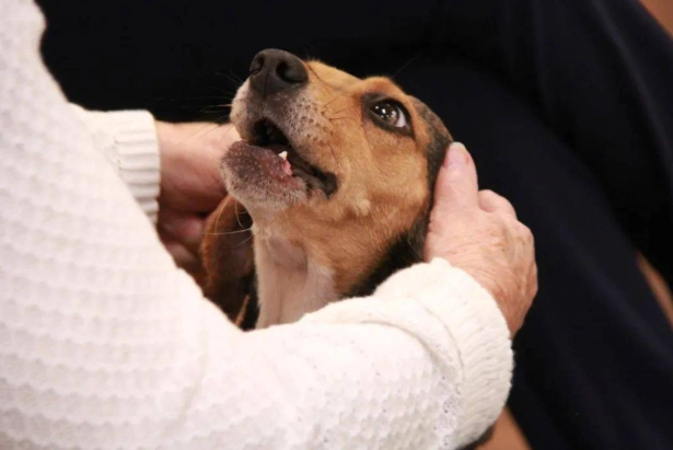 狗狗失智症症狀