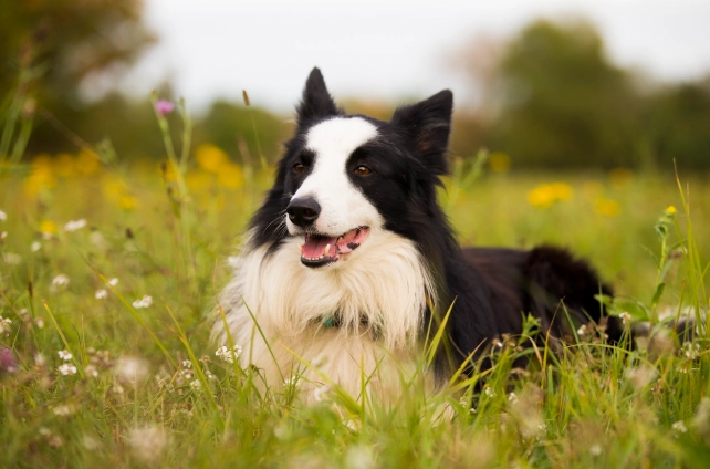 狗狗記憶力訓練