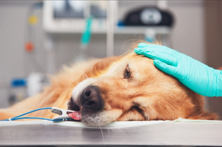 胰臟炎狗狗照顧