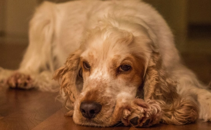 老年狗平衡問題治療 老年狗平衡問題治療