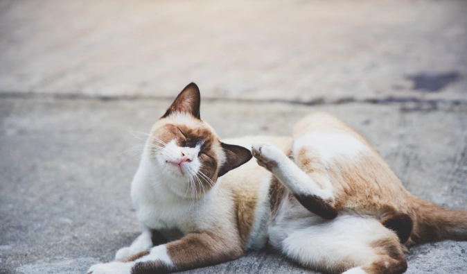 貓皮膚藥膏推薦 貓皮膚藥膏推薦