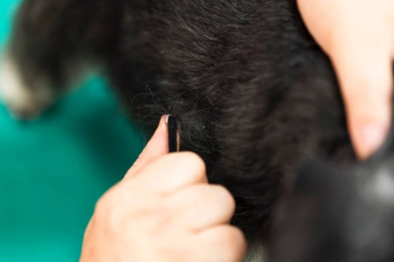 心絲蟲預防方法