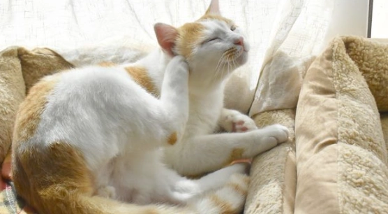 貓皮膚藥膏推薦 貓皮膚藥膏推薦