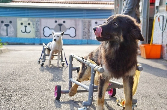 獸醫到府安樂死