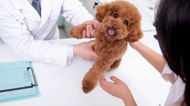 心絲蟲過敏治療