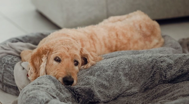 狗前庭神經炎治療