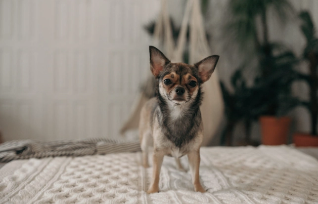 狗狗皮膚藥膏比較