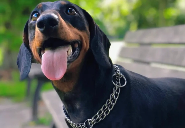 臘腸狗癱瘓治療