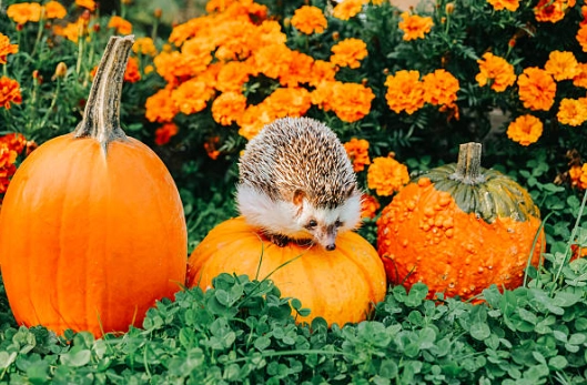 刺蝟受驚嚇處理