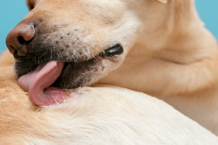 狗狗過敏治療方法 狗狗過敏治療方法