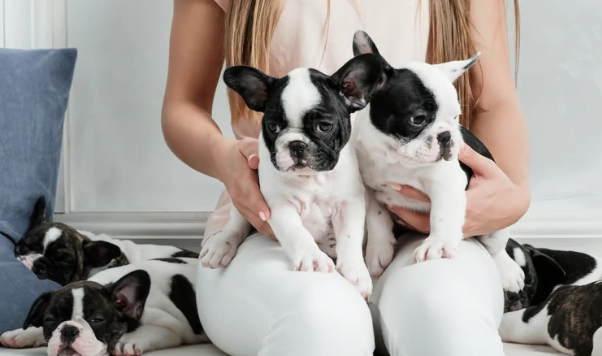 狗狗開胃藥不良反應