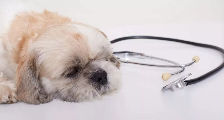 心絲蟲癲癇治療