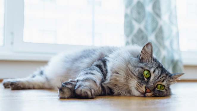 貓皮膚病症狀 貓皮膚病症狀