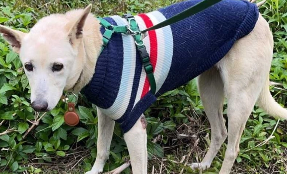 狗狗安樂死時機