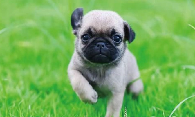 狗狗平衡失調治療