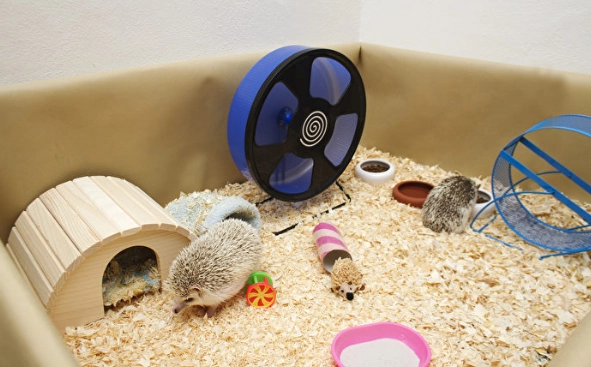 刺蝟籠推薦 刺蝟籠推薦