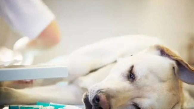 心絲蟲預防藥用法 心絲蟲預防藥用法