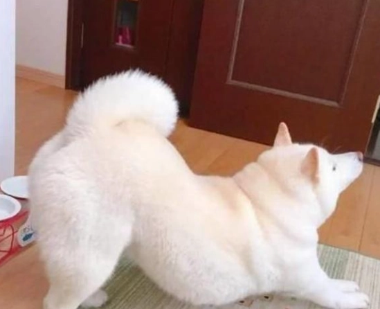 狗狗背部拱起處理 狗狗背部拱起處理