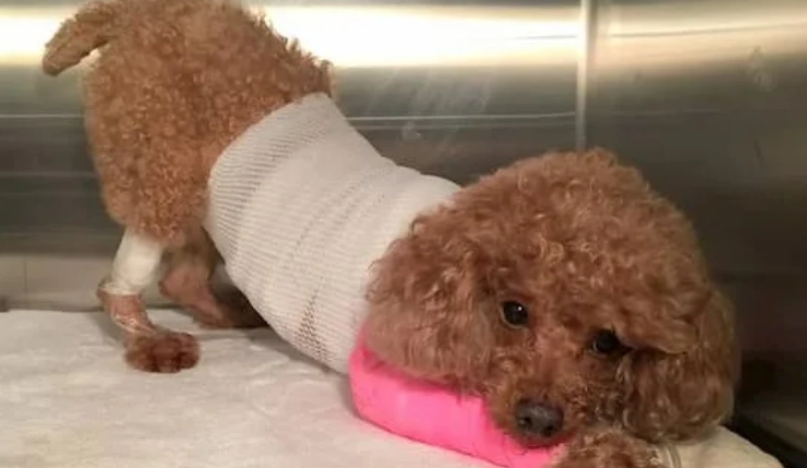 前庭神經炎症狀