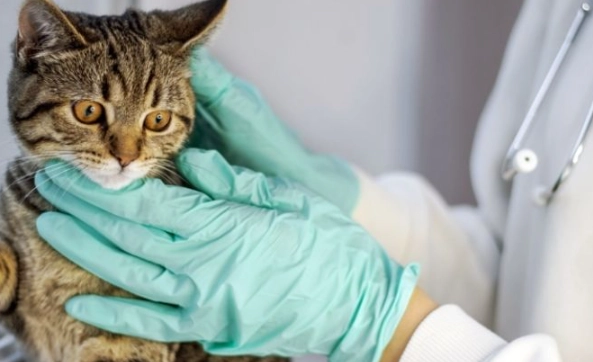 貓癲癇檢查費用