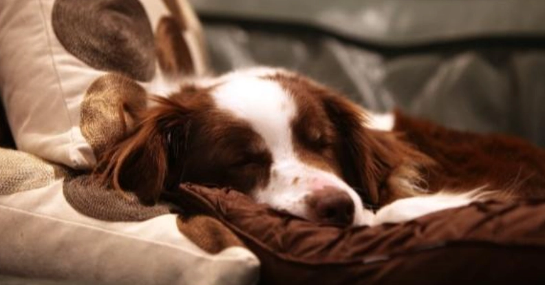 前庭神經炎症狀治療