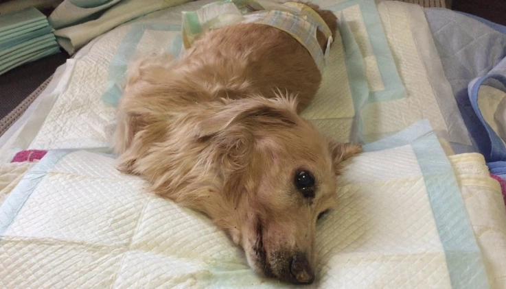 狗腎衰竭末期護理