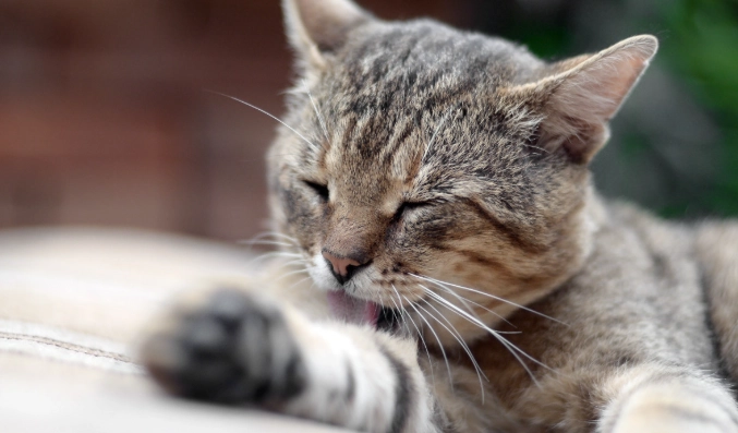 貓濕疹治療 貓濕疹治療