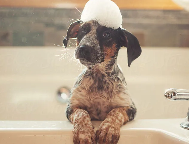 幼犬洗澡注意事項 幼犬洗澡注意事項