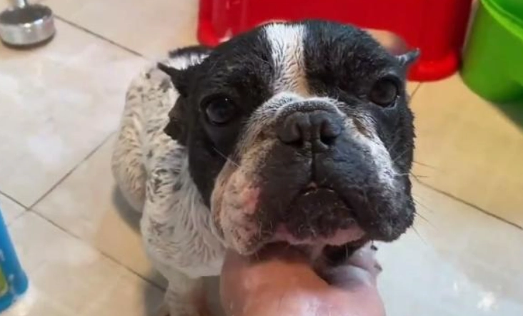 法鬥洗澡注意事项