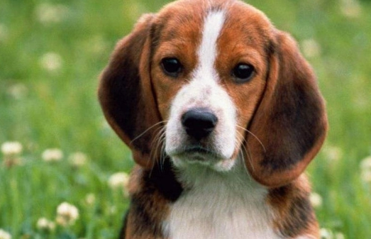 狗狗痴呆症預防 狗狗痴呆症預防