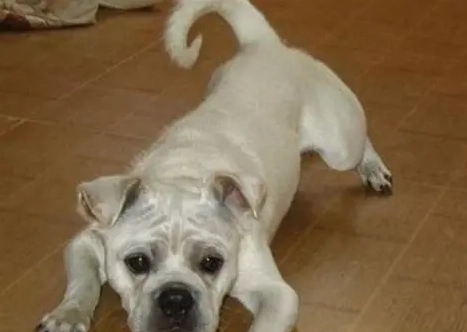 狗狗背部拱起處理 狗狗背部拱起處理