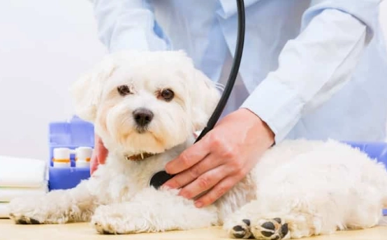 犬心寶不良反應