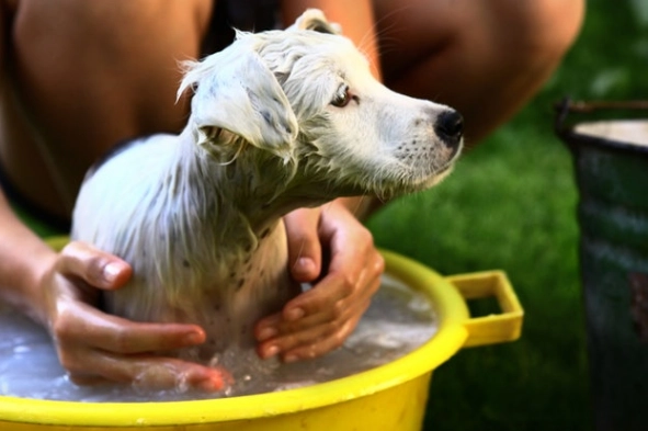 寵物洗澡水溫控制