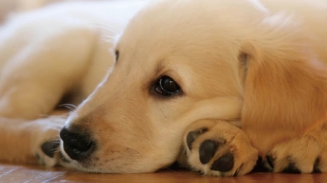 心絲蟲癲癇症狀