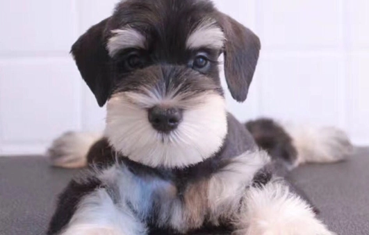 如何訓練狗不咬尾巴