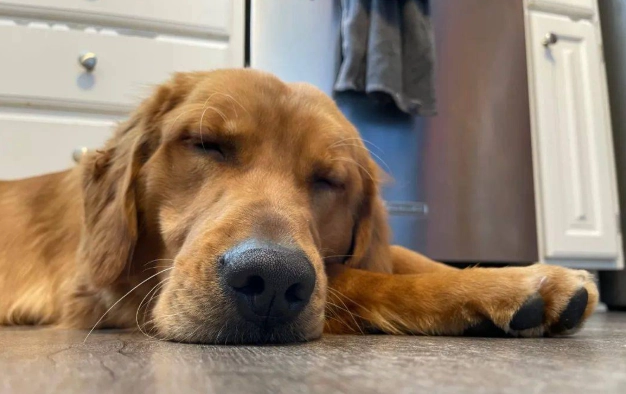 狗狗認知障礙照護