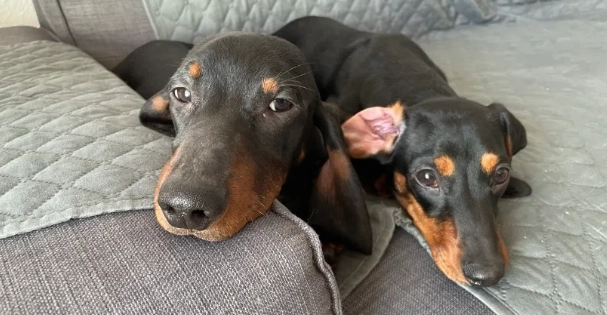 狗狗椎間盤突出照護