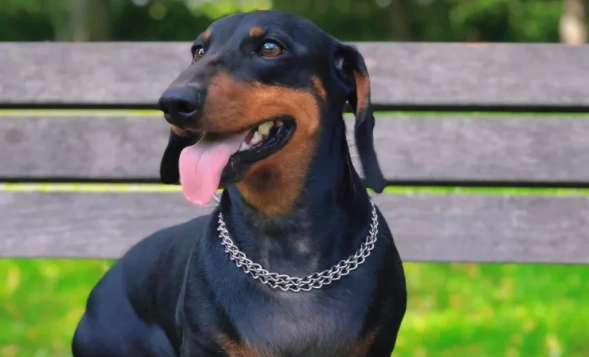 臘腸狗癱瘓原因