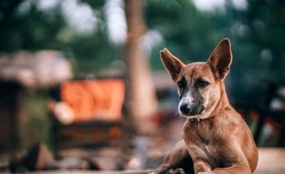 寵物皮膚病治療