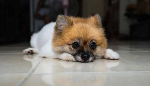 狗狗認知障礙照護