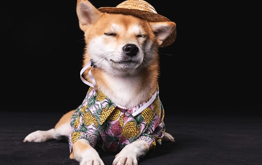 老年犬認知障礙