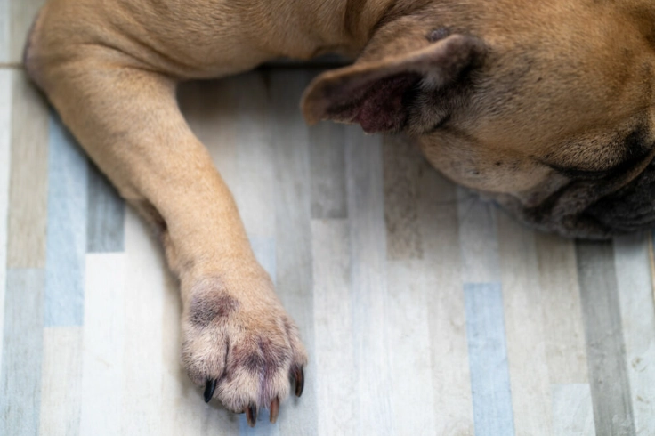 狗狗皮膚過敏治療 狗狗皮膚過敏治療