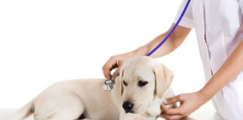 心絲蟲藥頻率 心絲蟲藥頻率