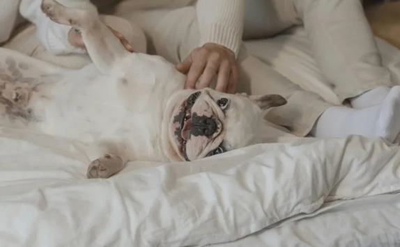 寵物開胃藥安全