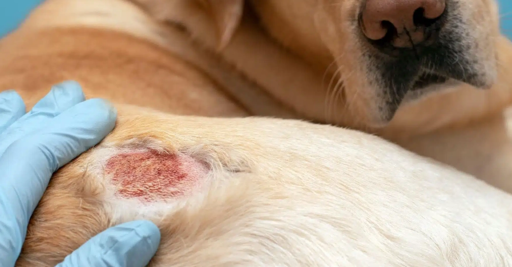 狗皮膚濕疹