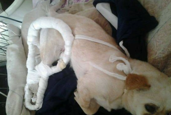 狗胰臟炎點滴照護