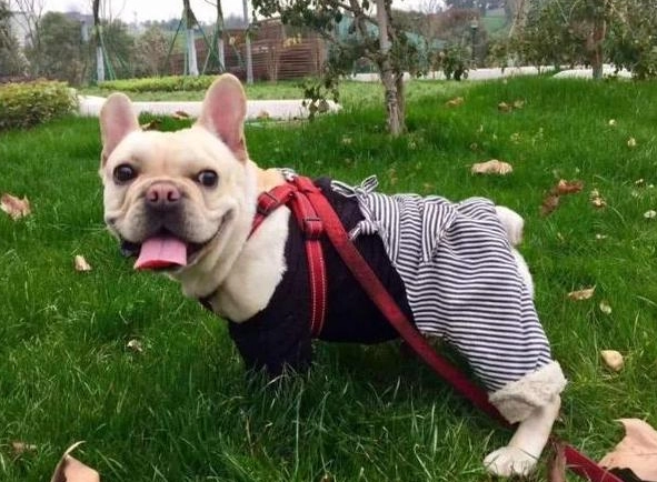 狗狗前庭症候群治療 狗狗前庭症候群治療