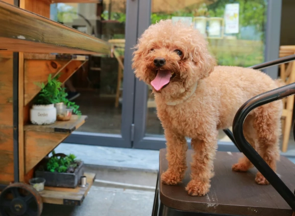 寵物開胃藥安全