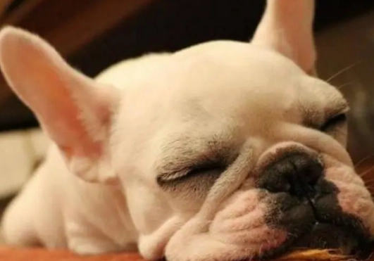 法國鬥牛犬皮膚問題