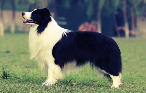 老年犬睡眠問題